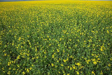 Switch2美国销量突破240万台 市场表现依旧强劲