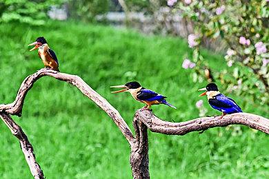 Key社麻枝准RPG手游《红烧天堂》现已在Steam免费推出